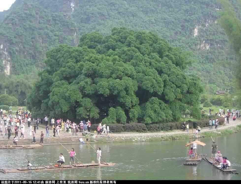 阳朔大榕树景区.jpg